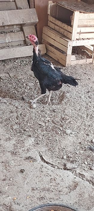 Бойцовый кораз мекендер сатылады