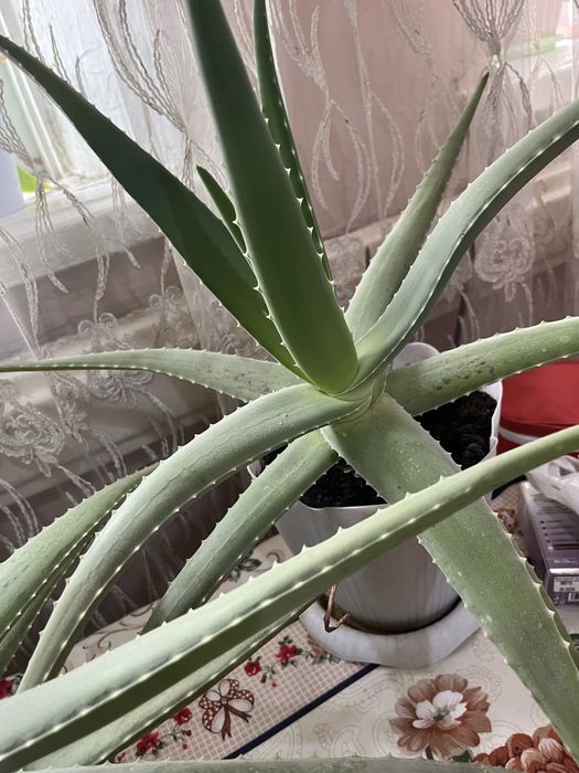 Алое вера 3-4 летние