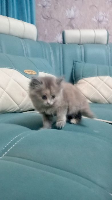 Котята продаются Скоттиш Страйт