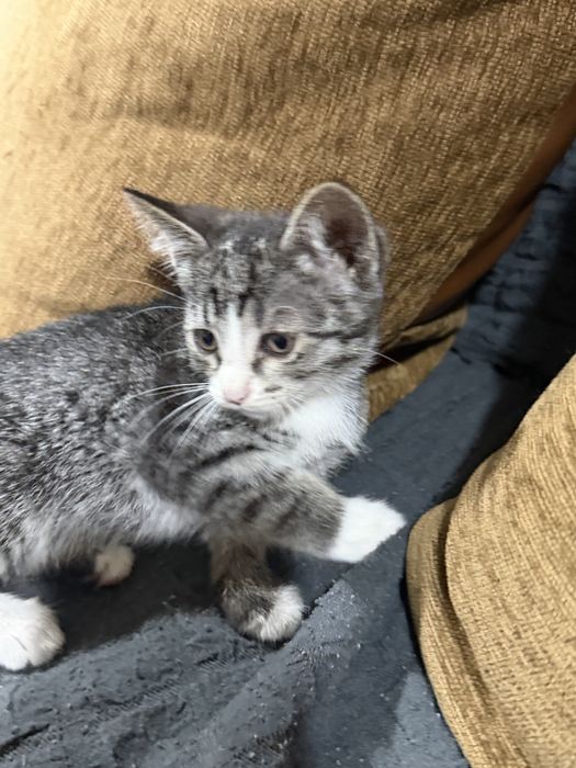 Котята отдам в добрые руки