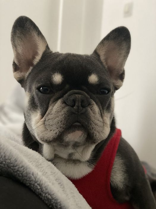 Френски булдог-кученца