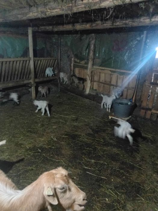 Vand iezi la 40 lei bucata