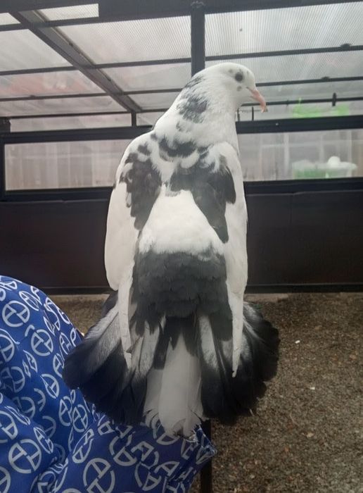 Caut porumbel (porumbei) blând