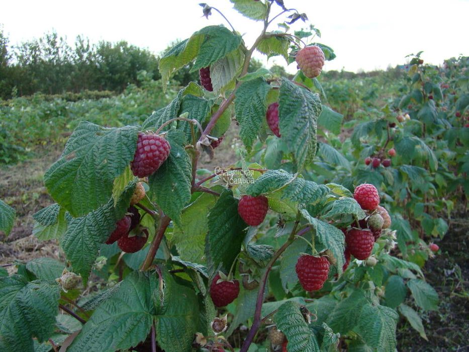 Продам саженцы малины, вишни, клубники