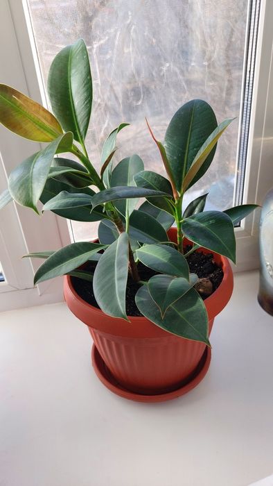 Фикус каучуконосный