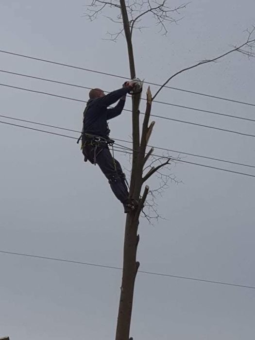 Рязане и премахване на опасни дървета