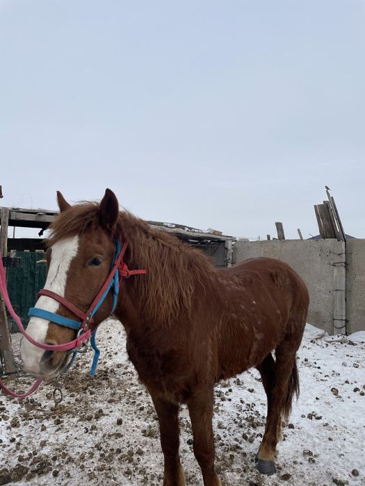 Ат сатылады 5 жасар