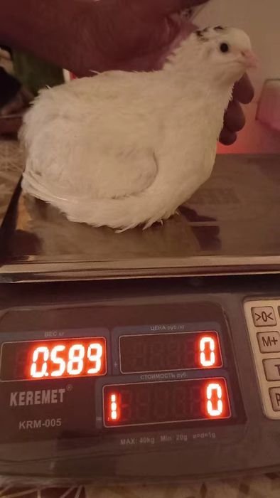 Инкубационное яйцо Дмитриевский Гигант