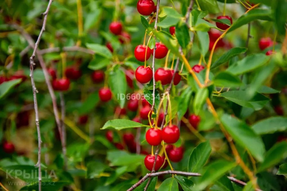 Усадьба в селе Балгын