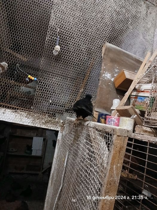 Продавам паламарски гълъби