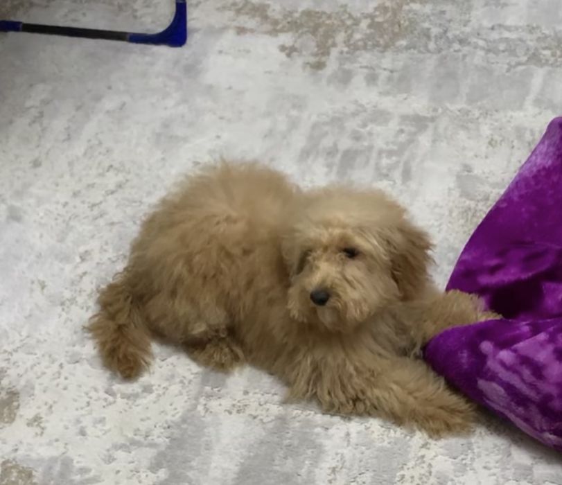 Собака породы МУЛЬТИПУ