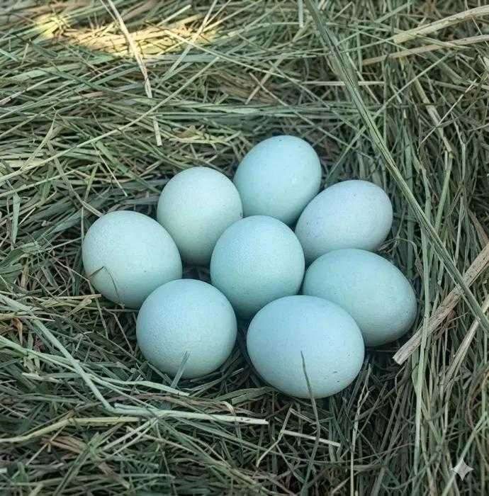 Ухейилюй (Uheiliyu) tuxumlari sotiladi (Farg'ona)