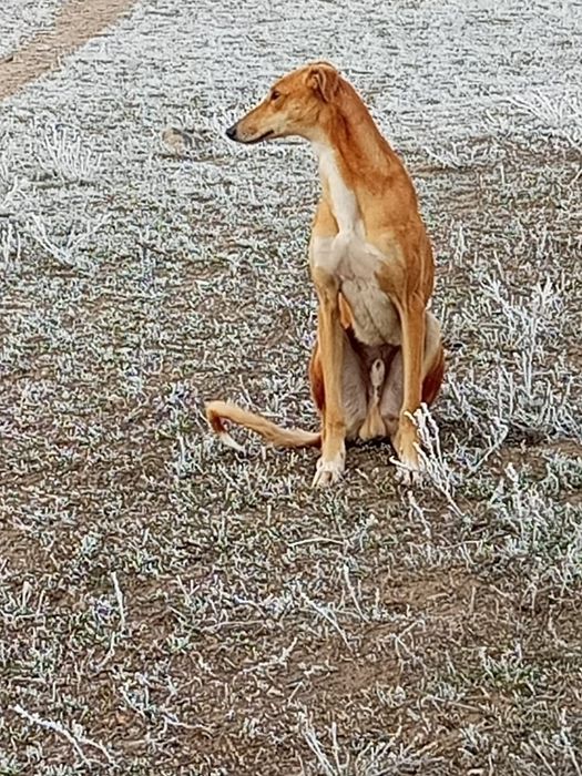 Грихорд сатамын.