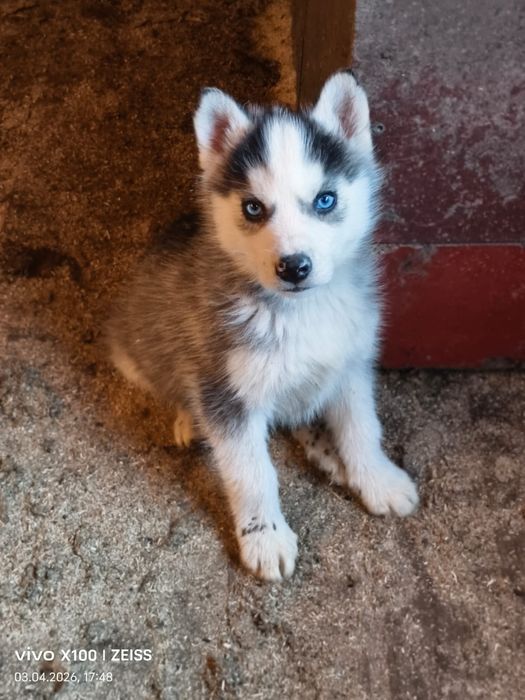 Щенки сибирской хаски.