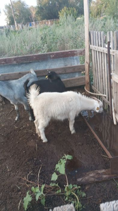 Продам коз вместе с козлятами
