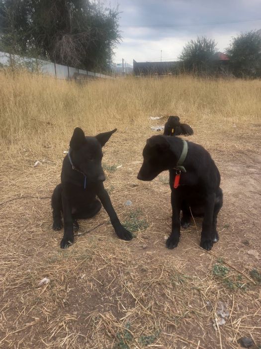 Щенки трёх месяцев ищут дом