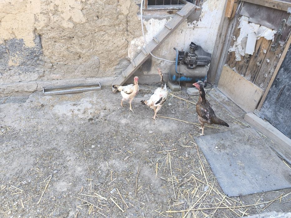 Продам даканов .