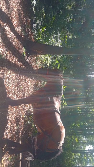 Cal de vânzare Prahova