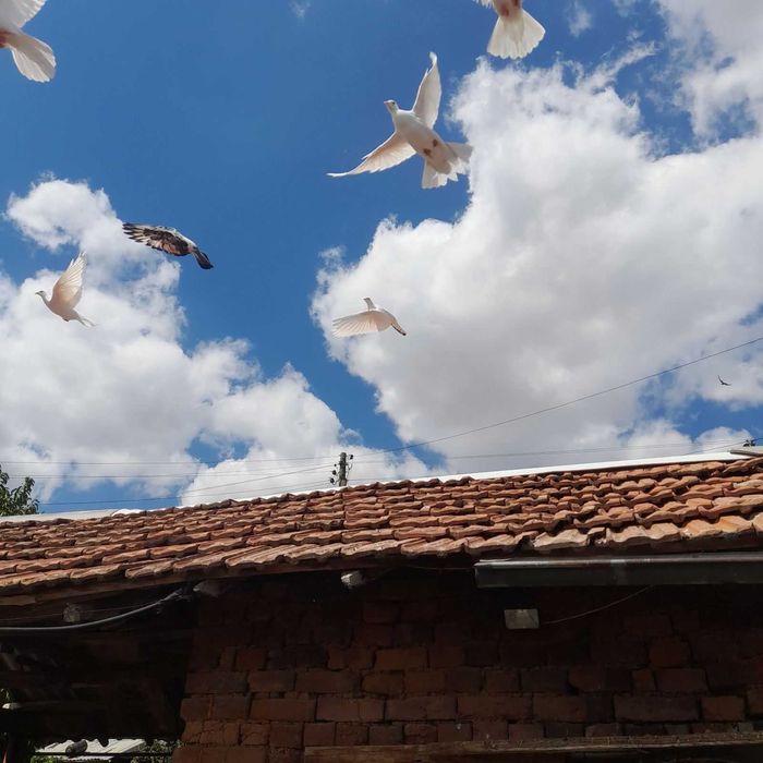 Продавам/ подарявам ГЪЛЪБИ