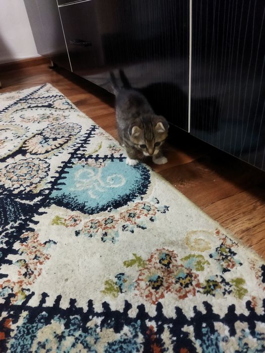 Продам вислоухих  котят