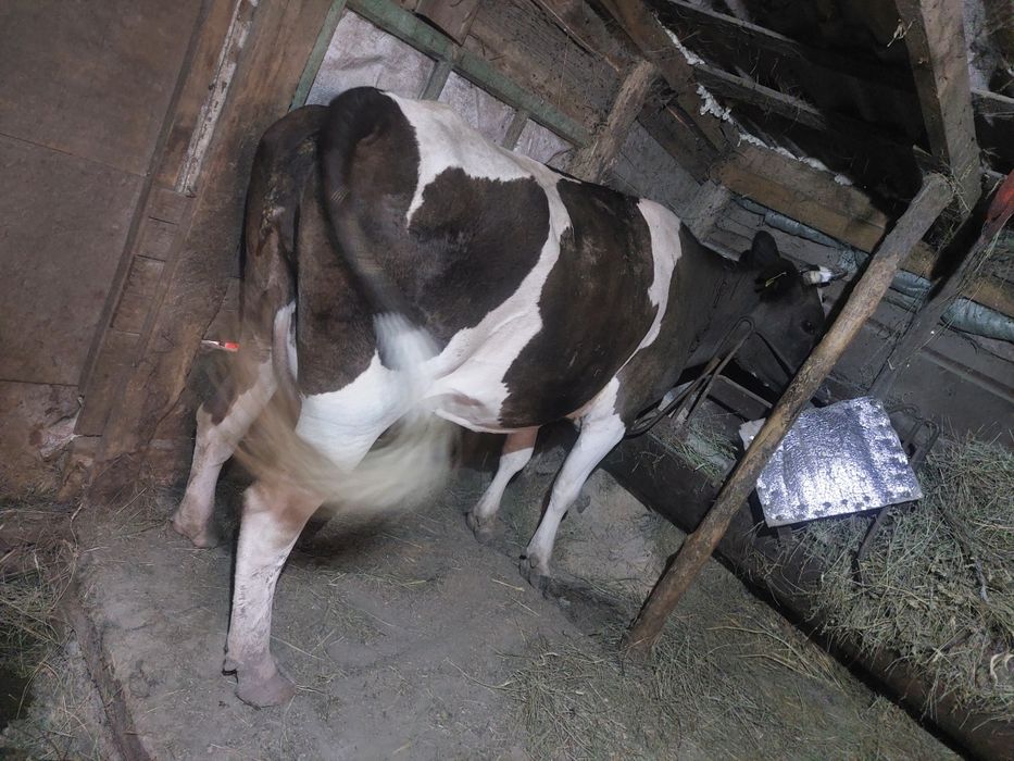 Продам коров двойных 6 голов