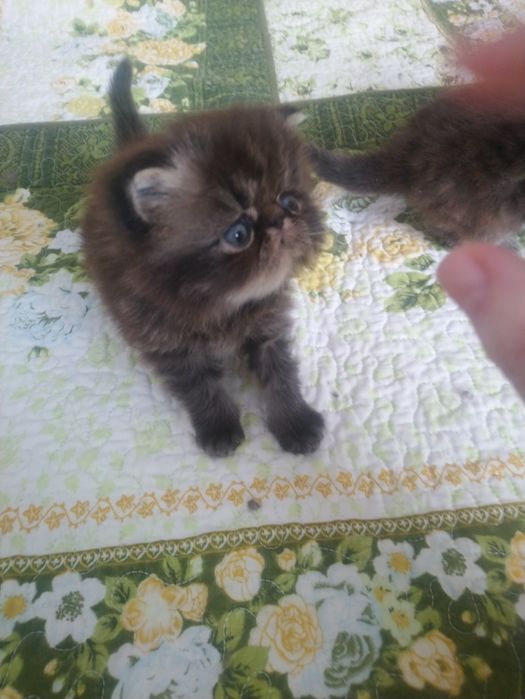 Готовы к продаже персидские котята