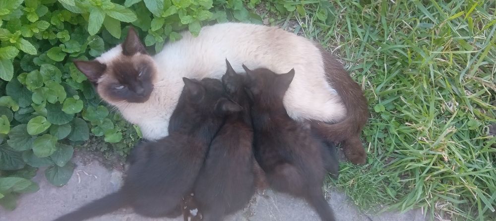 Отдам даром котенков