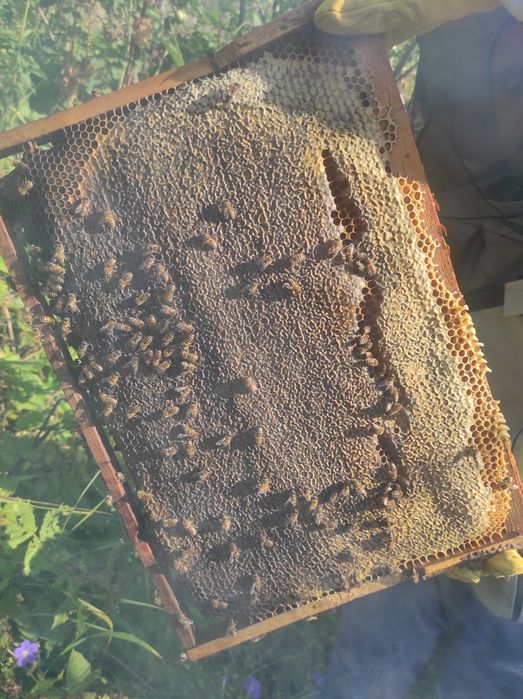 Сотовый мёд со своей пасики