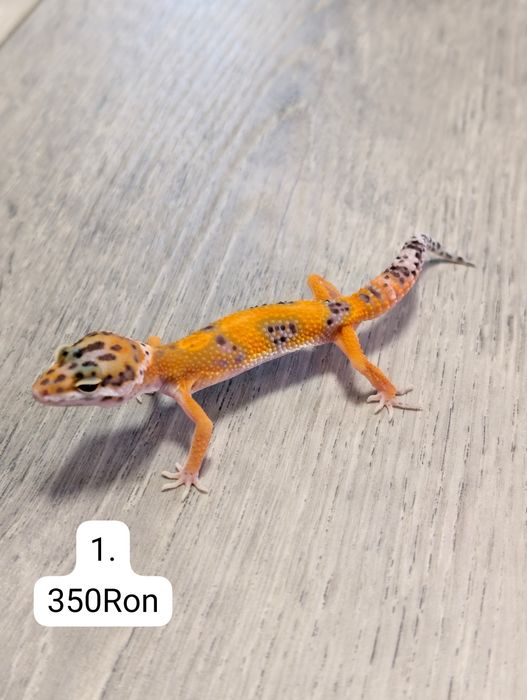 Soparla Gecko Leopard
