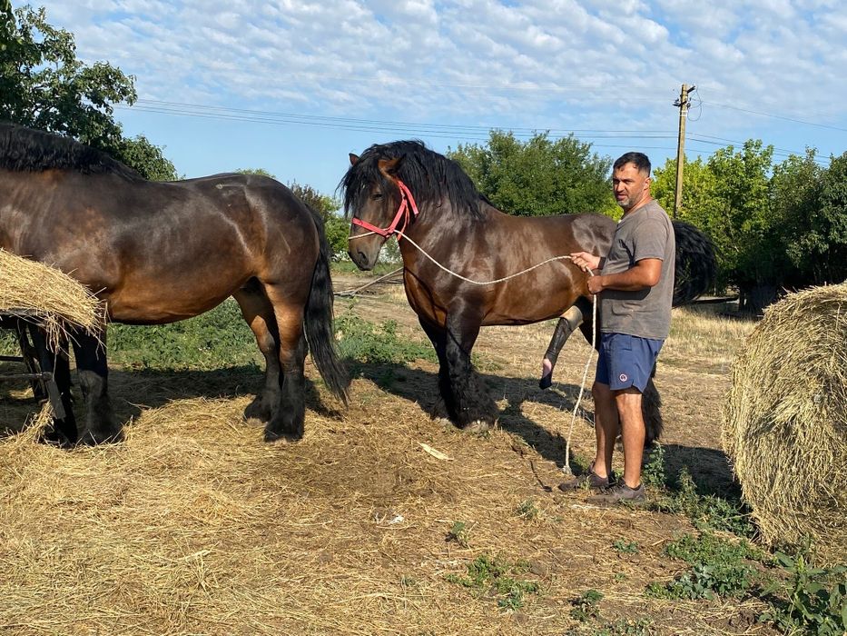 Armăsar Polonez Ardenez