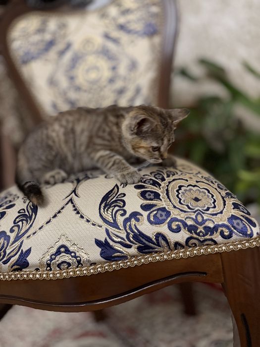 шотландские  котята