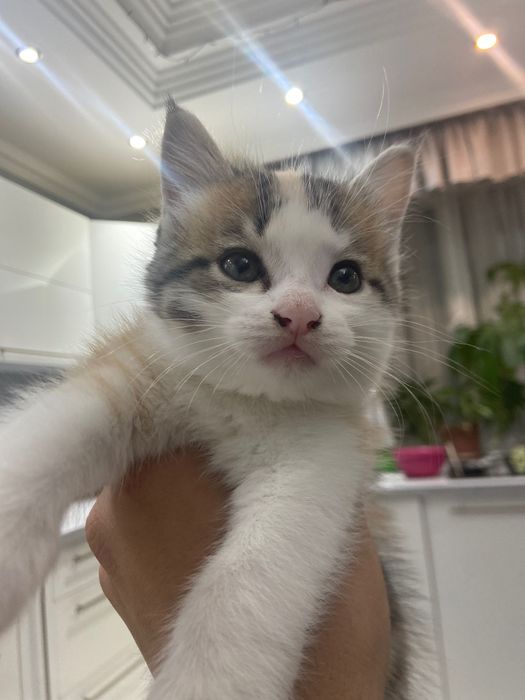 Отдам котят в добрые руки