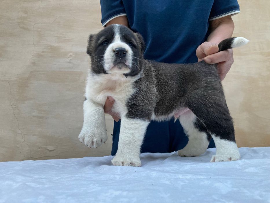 Щенок Алабая ( Туркменский )