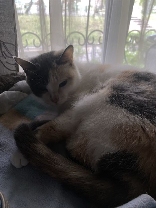 Отдам кошку в добрые руки