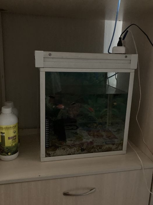 аквариум с рыбками