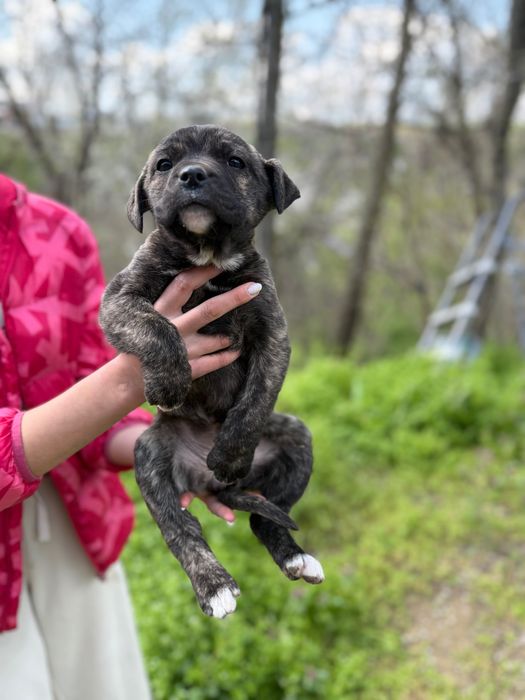 Кученца Кане Корсо