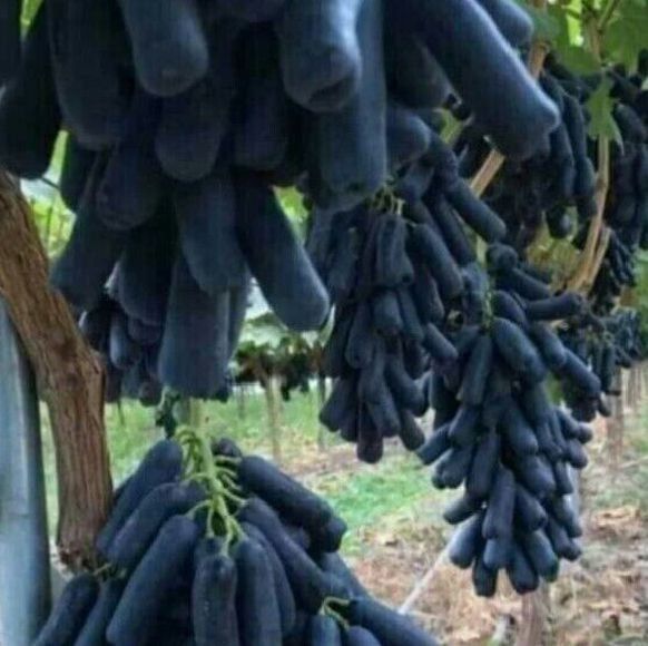 Ishonchli Avatar kuchatlari dastavka bor