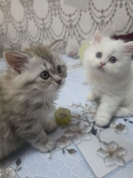 Продаются невские ангорки