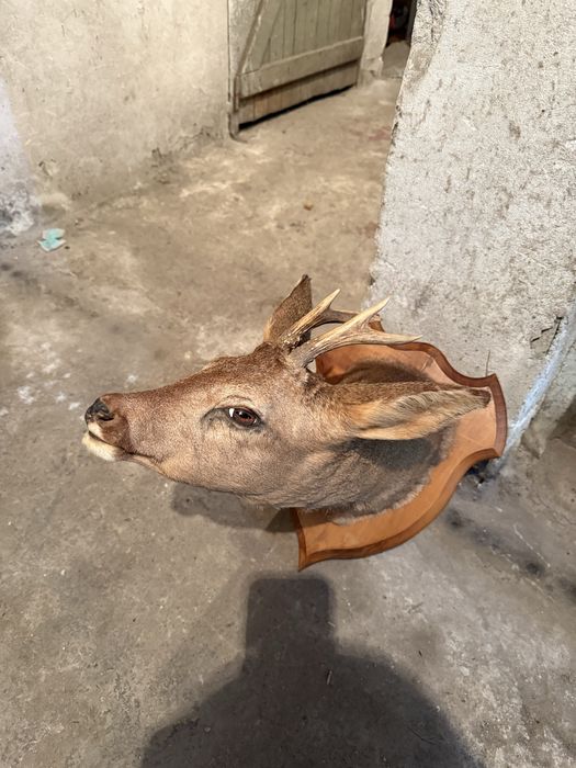 Продавам препариран сръндак