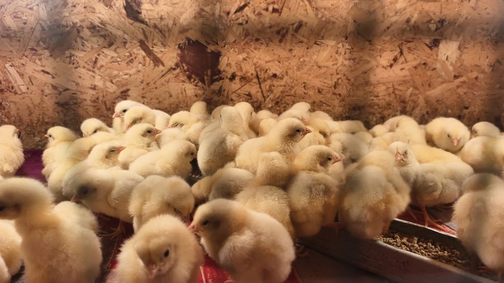 Бройлер кобб 500