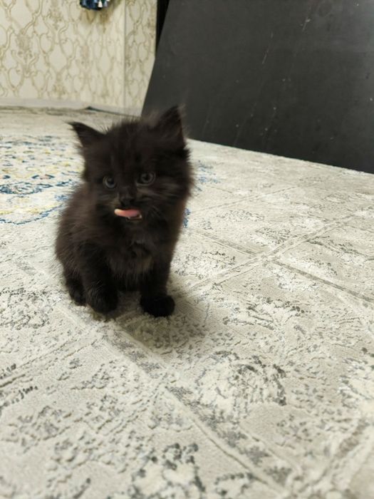 Котенок девочкаа
