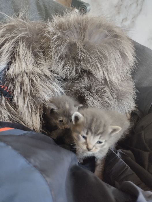 Срочно отдам котят