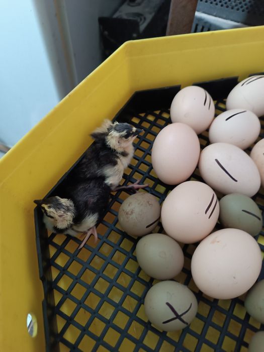 Oua de fazan tenebros