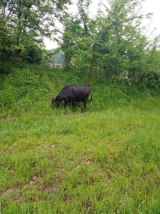 Junincă de bivol gestantă