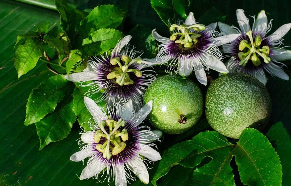 Пасифлора (Маракуя) – Passiflora edulis