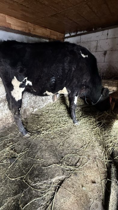 Vand/schimb Junica gestanta