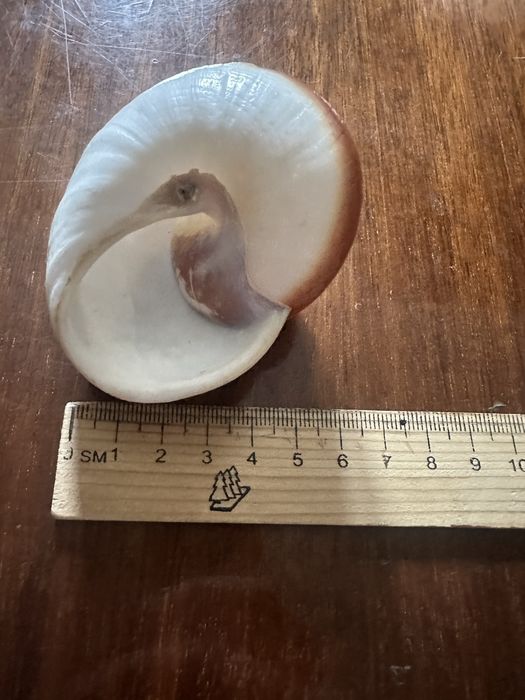 Ракушка ракушка ракушка