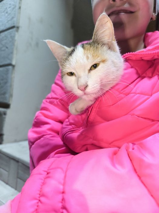 Отдам котенка бесплатно