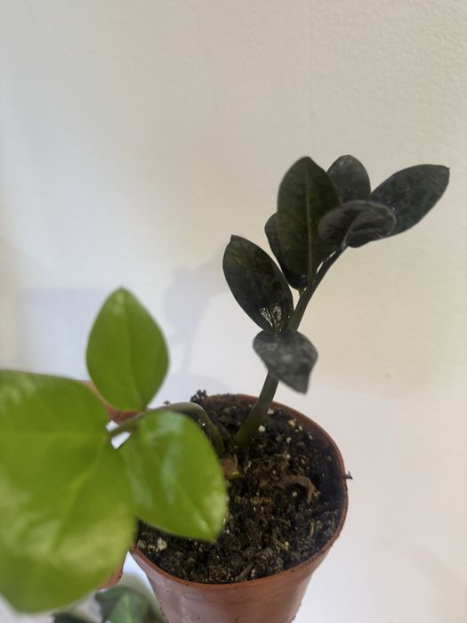 Хои алоказии по 1000 тг