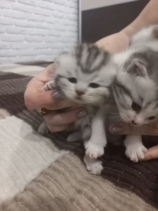 Породистые  котята  Британцы